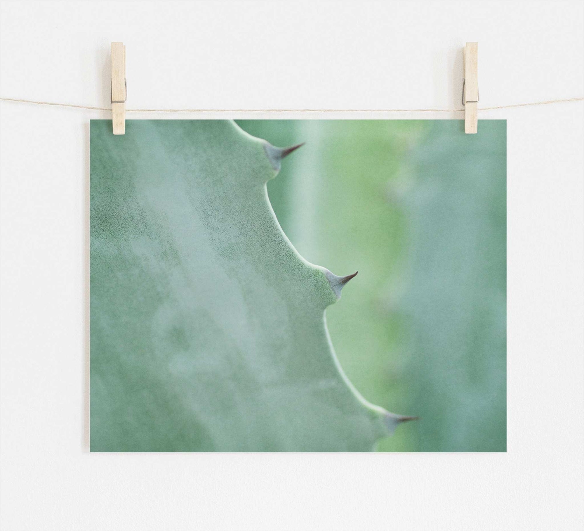 A close-up photo of an Offley Green Mint Green Botanical Print, 'Aloe Vera Spikes' with sharp thorns on its edges, pinned by wooden clips on a string against a white wall.