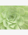 Sage Green Print, 'Succulent Heart'