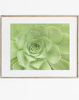 Sage Green Print, 'Succulent Heart'