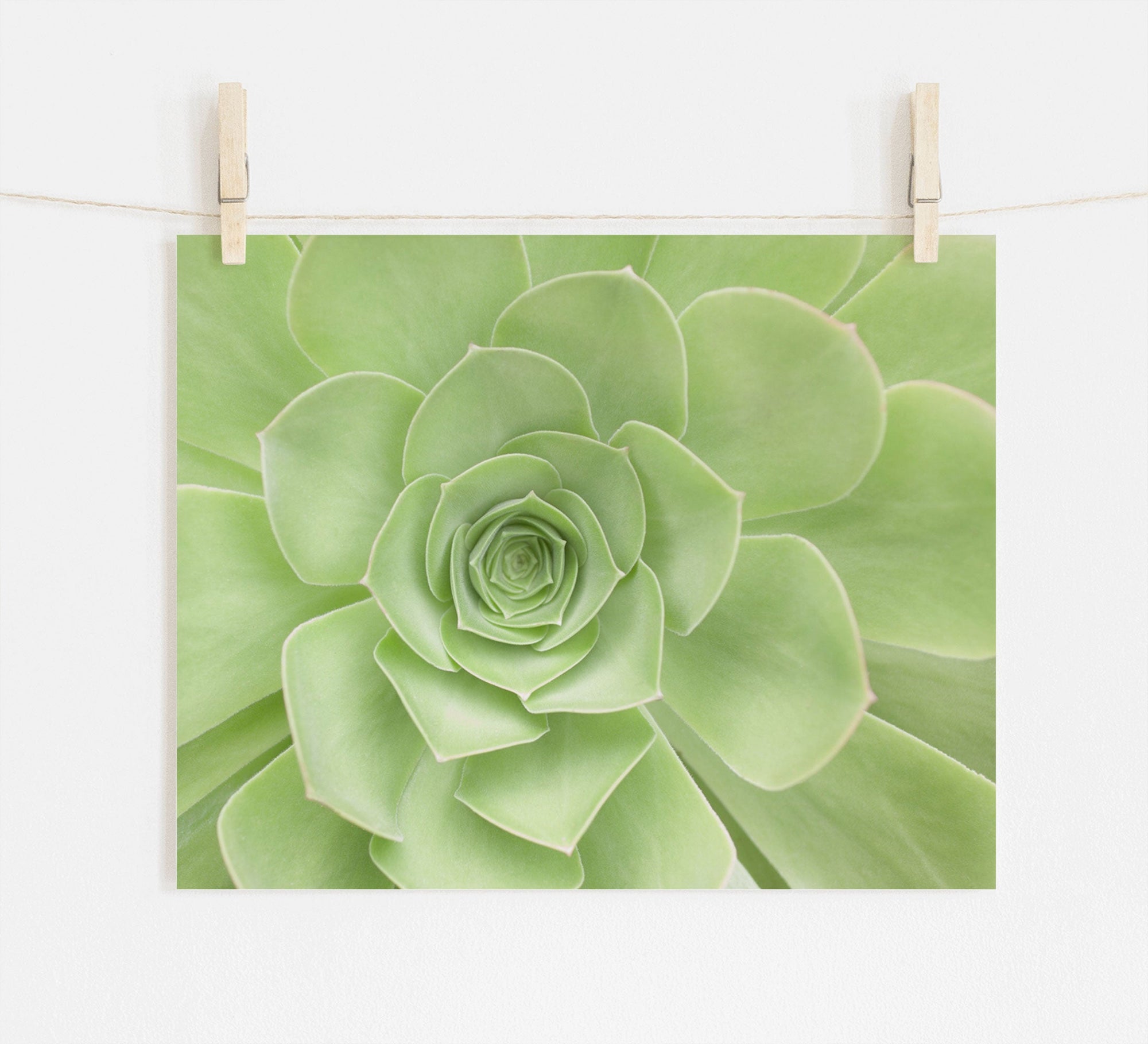 A close-up photograph of a succulent with symmetrical, layered green leaves. The Sage Green Print, 'Succulent Heart' from Offley Green is clipped to a white string using two wooden clothespins against a plain white background, showcasing fine detail on archival photographic paper.