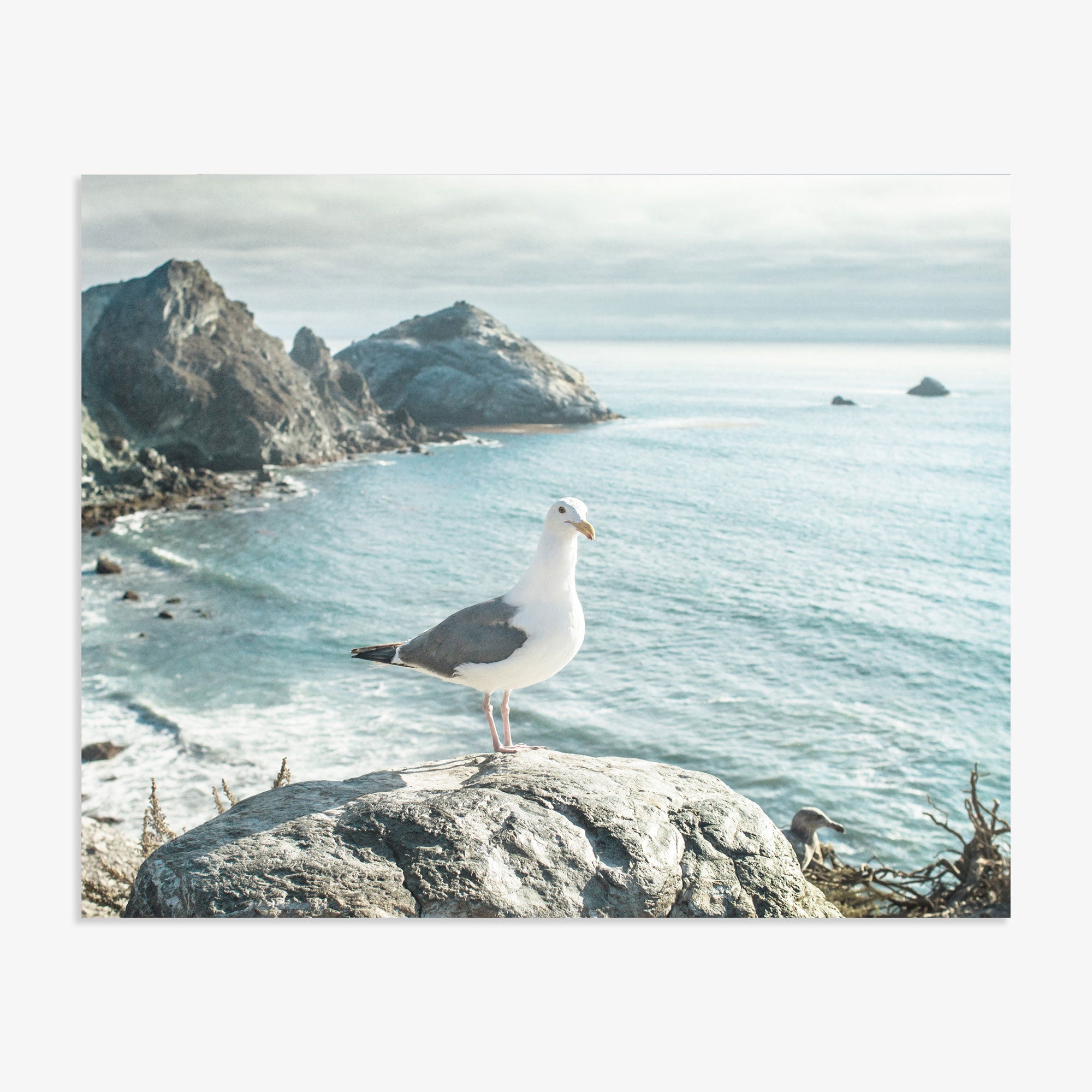 Big Sur Coastal Seagull Print, 'Bird on Rock'