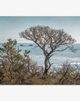 California Landscape Art in Big Sur, 'Wind Blown Tree'