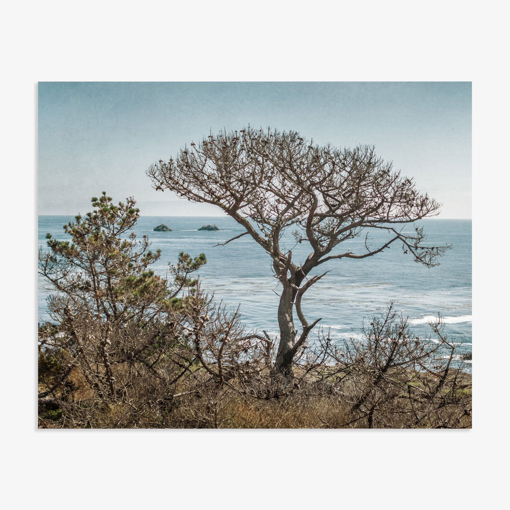 A picturesque view of a weathered, solitary tree with a thick trunk and sprawling branches, captured in Offley Green&#39;s California Landscape Art in Big Sur, &#39;Wind Blown Tree&#39;, set against a backdrop of a calm ocean and clear sky. Green foliage and smaller