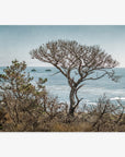 A picturesque view of a weathered, solitary tree with a thick trunk and sprawling branches, captured in Offley Green's California Landscape Art in Big Sur, 'Wind Blown Tree', set against a backdrop of a calm ocean and clear sky. Green foliage and smaller
