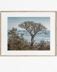 California Landscape Art in Big Sur, 'Wind Blown Tree'