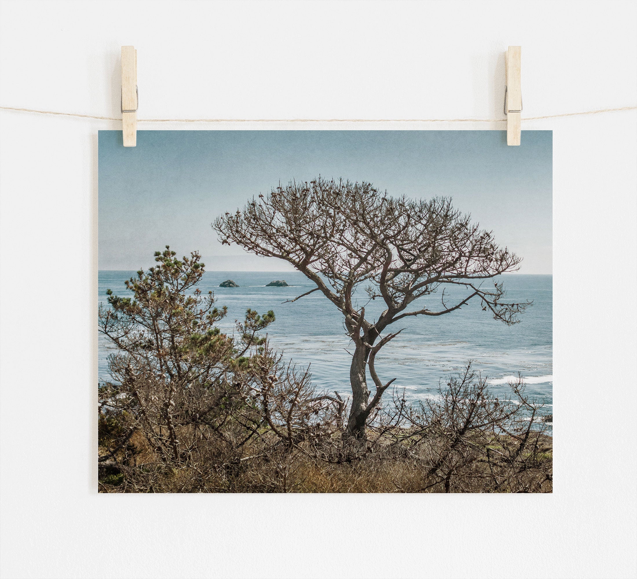 Photo print of a California Landscape Art in Big Sur, 'Wind Blown Tree' by Offley Green, pinned on a wall with wooden clothespins.