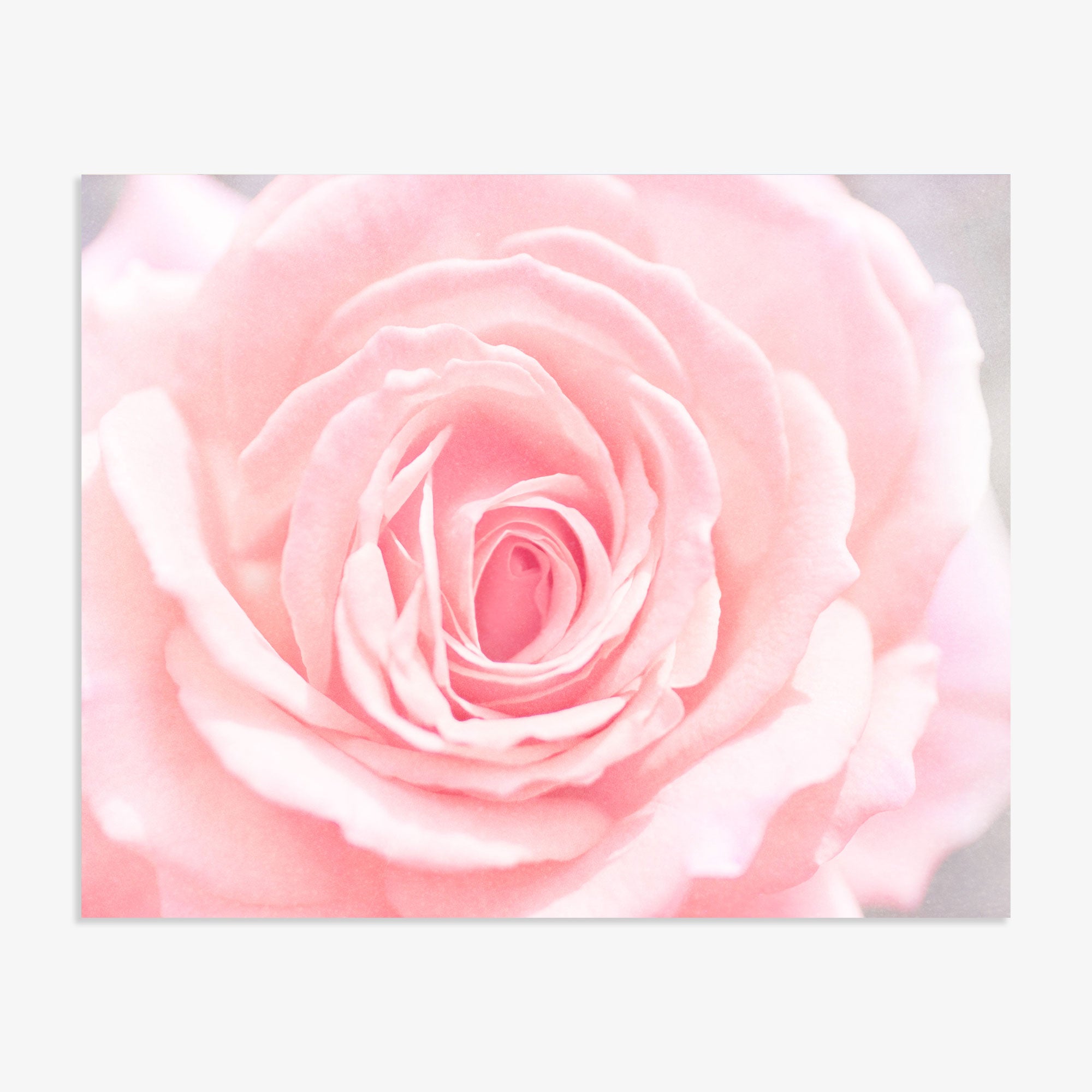 Close-up of a delicate Pink Rose Print in bloom with soft petals and a blurred background, highlighting the intricate layers and gentle hues of the blossom, &#39;Pink and Shabby&#39; by Offley Green.