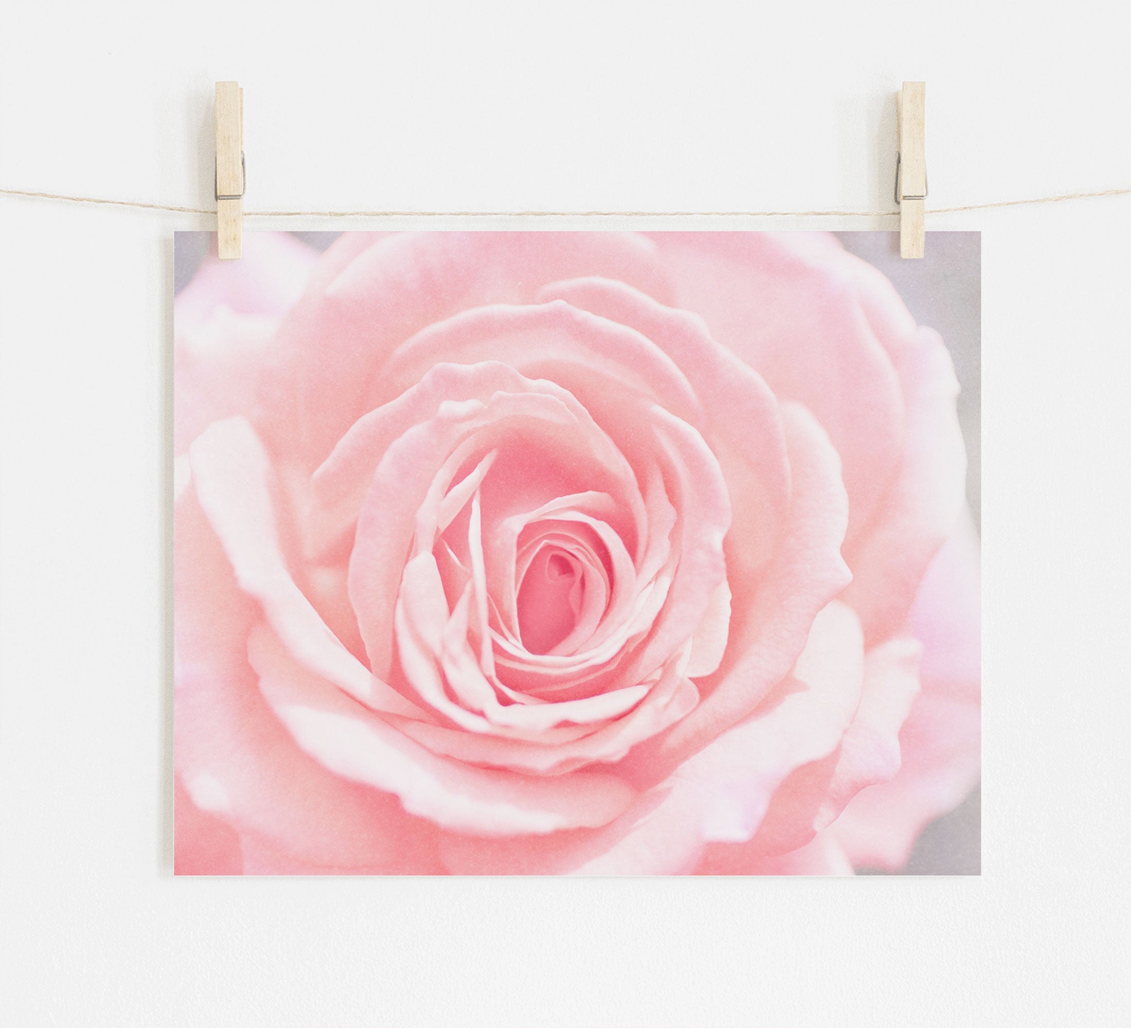 A close-up photo of a Pink Rose Print in bloom, displaying its detailed petals, is pinned by wooden clothespins on a string against a white wall. (Offley Green)
