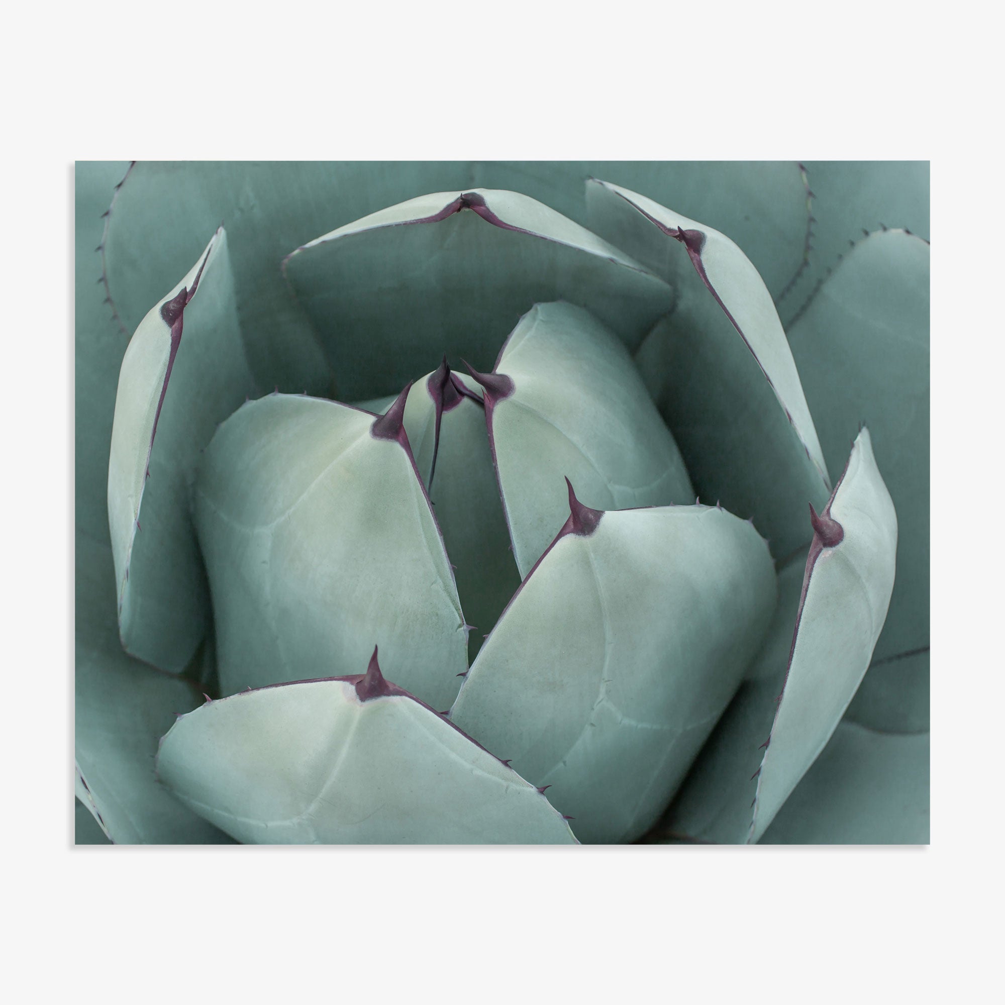 Close-up of a desert succulent plant displaying its thick, pale green leaves with dark purple tips arranged in a rosette pattern featuring the Offley Green Abstract Teal Green Botanical Print, &#39;Teal Petals&#39;.