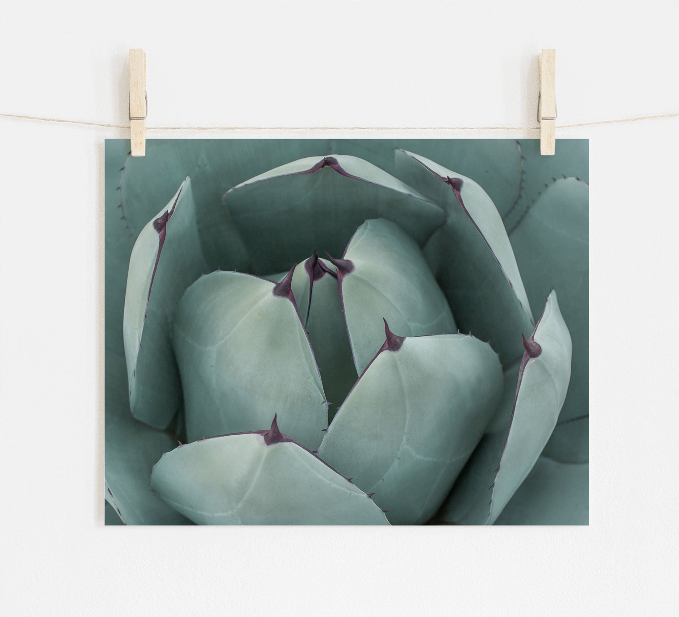 A close-up photo of a succulent plant with plump, green leaves and deep purple tips, pinned onto a white wall by wooden clothespins on a string, printed on archival photographic paper by Offley Green&#39;s Abstract Teal Green Botanical Print, &#39;Teal Petals&#39;.