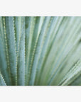 Abstract Green Botanical Print, 'Strands and Spikes'