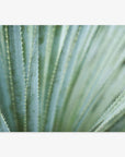 Close-up of a blue agave plant showing the sharp, pointed edges of its thick green leaves, with a soft focus on the background enhancing the texture details on Offley Green's Abstract Green Botanical Print, 'Strands and Spikes'.