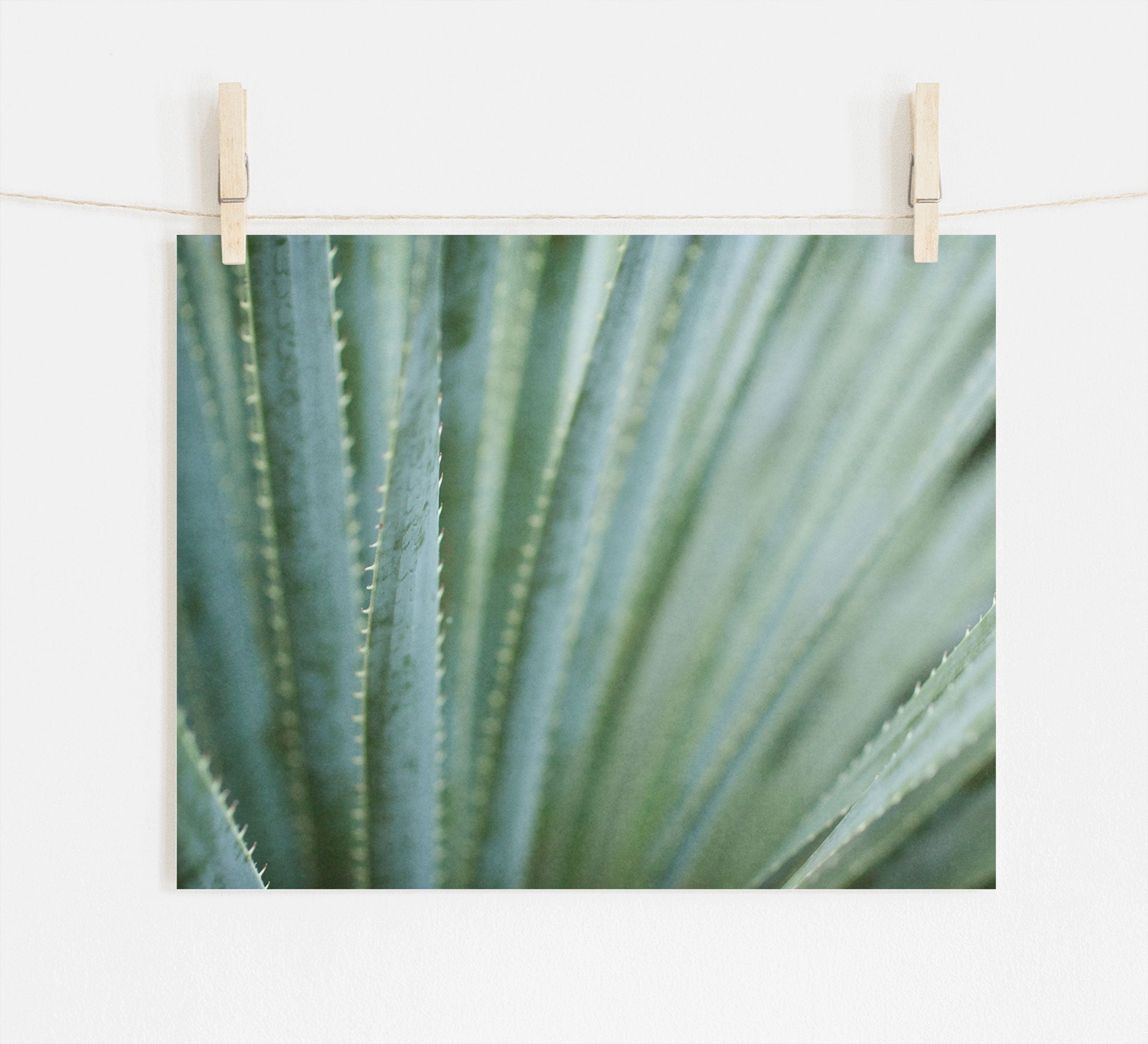 A close-up photo of a green agave plant with spiky leaves, displayed on archival photographic paper and clipped to a string with wooden clothespins, featuring the Abstract Green Botanical Print 'Strands and Spikes' by Offley Green.