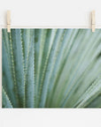 A close-up photo of a green agave plant with spiky leaves, displayed on archival photographic paper and clipped to a string with wooden clothespins, featuring the Abstract Green Botanical Print 'Strands and Spikes' by Offley Green.