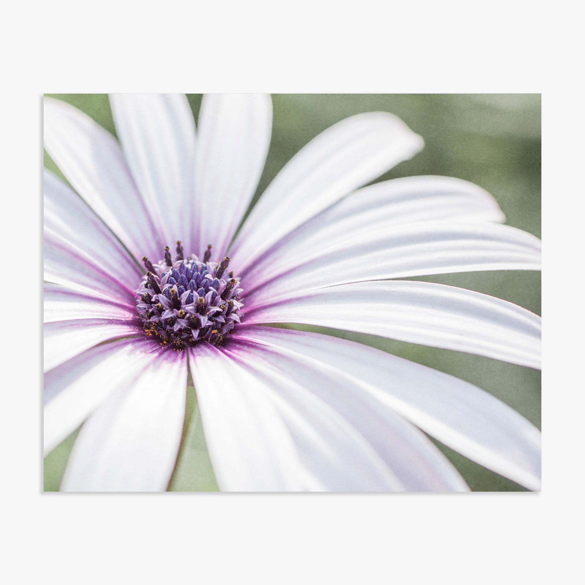 Close-up of a Large White Daisy Flower Print, &#39;Bed of Petals&#39; from Offley Green, displaying detailed purple stripes on its petals and a dark purple center against a soft, green background, captured in exquisite floral photography.