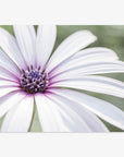 Close-up of a Large White Daisy Flower Print, 'Bed of Petals' from Offley Green, displaying detailed purple stripes on its petals and a dark purple center against a soft, green background, captured in exquisite floral photography.