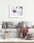 Large White Daisy Flower Print, 'Bed of Petals'