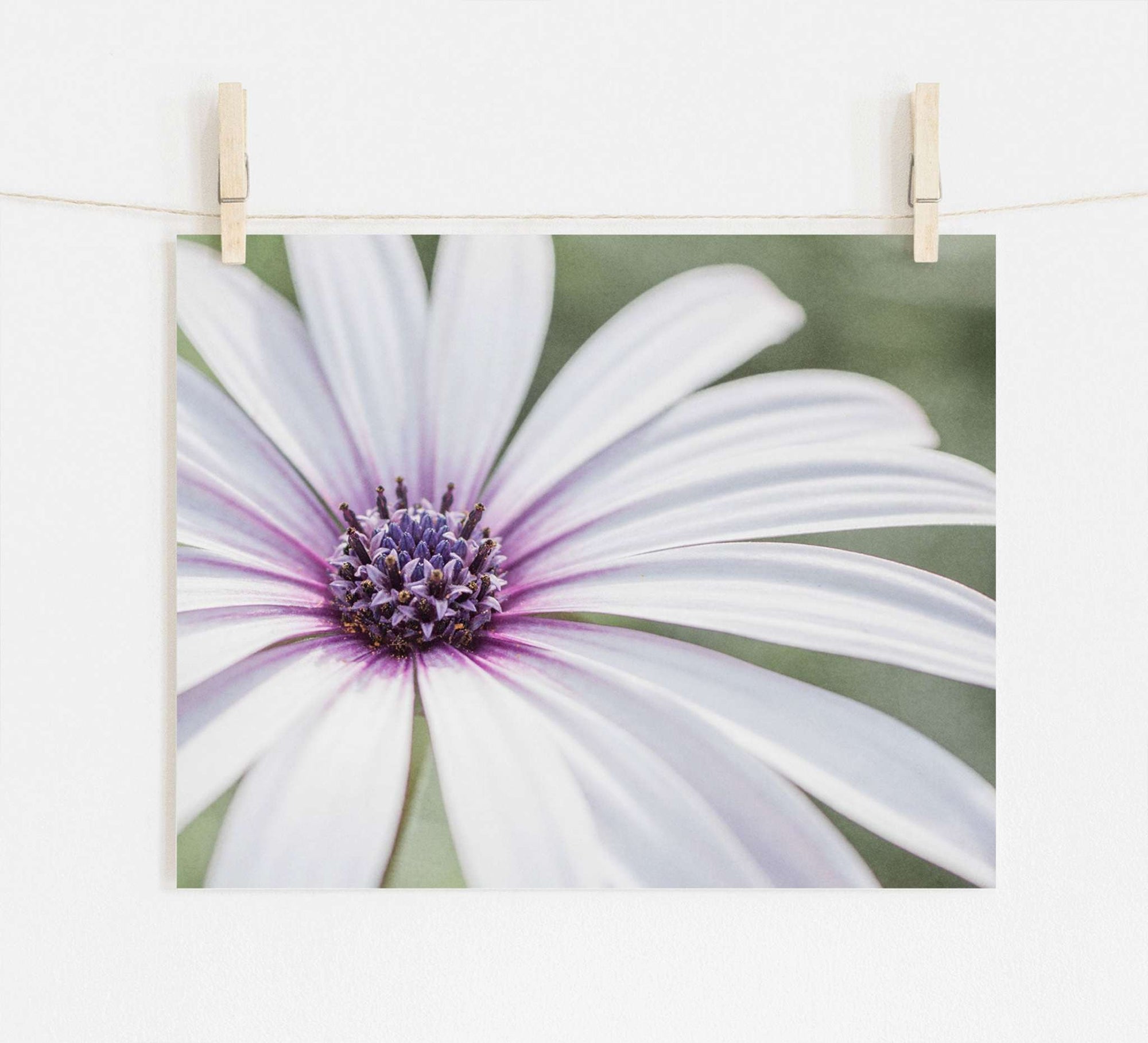 A close-up photo of a Large White Daisy Flower Print, 'Bed of Petals', suspended by clothespins on a string against a soft white background, captured using archival photographic paper by Offley Green.