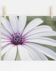 A close-up photo of a Large White Daisy Flower Print, 'Bed of Petals', suspended by clothespins on a string against a soft white background, captured using archival photographic paper by Offley Green.