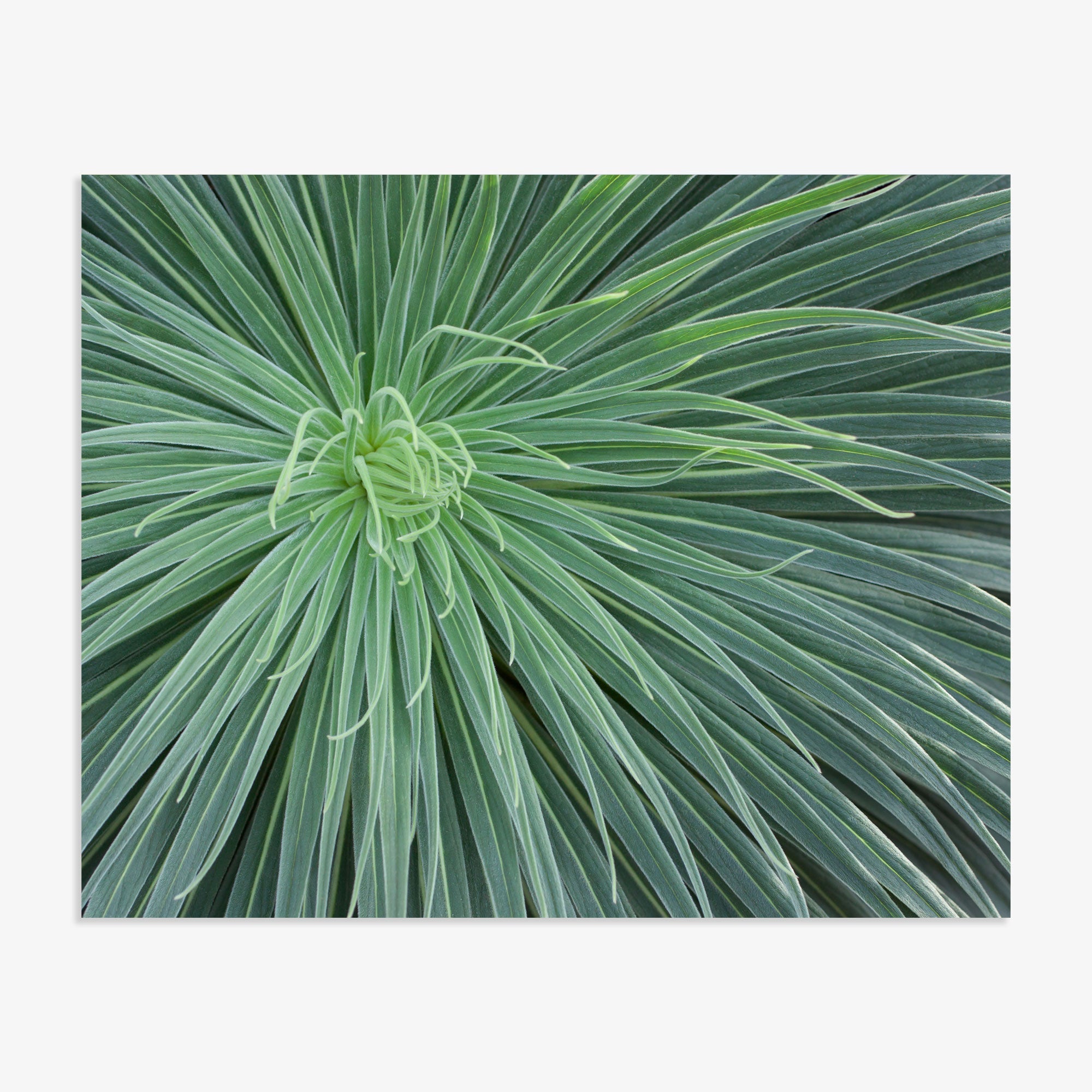 Abstract Green Botanical Print, 'Desert Fireworks'