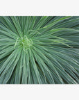 Abstract Green Botanical Print, 'Desert Fireworks'