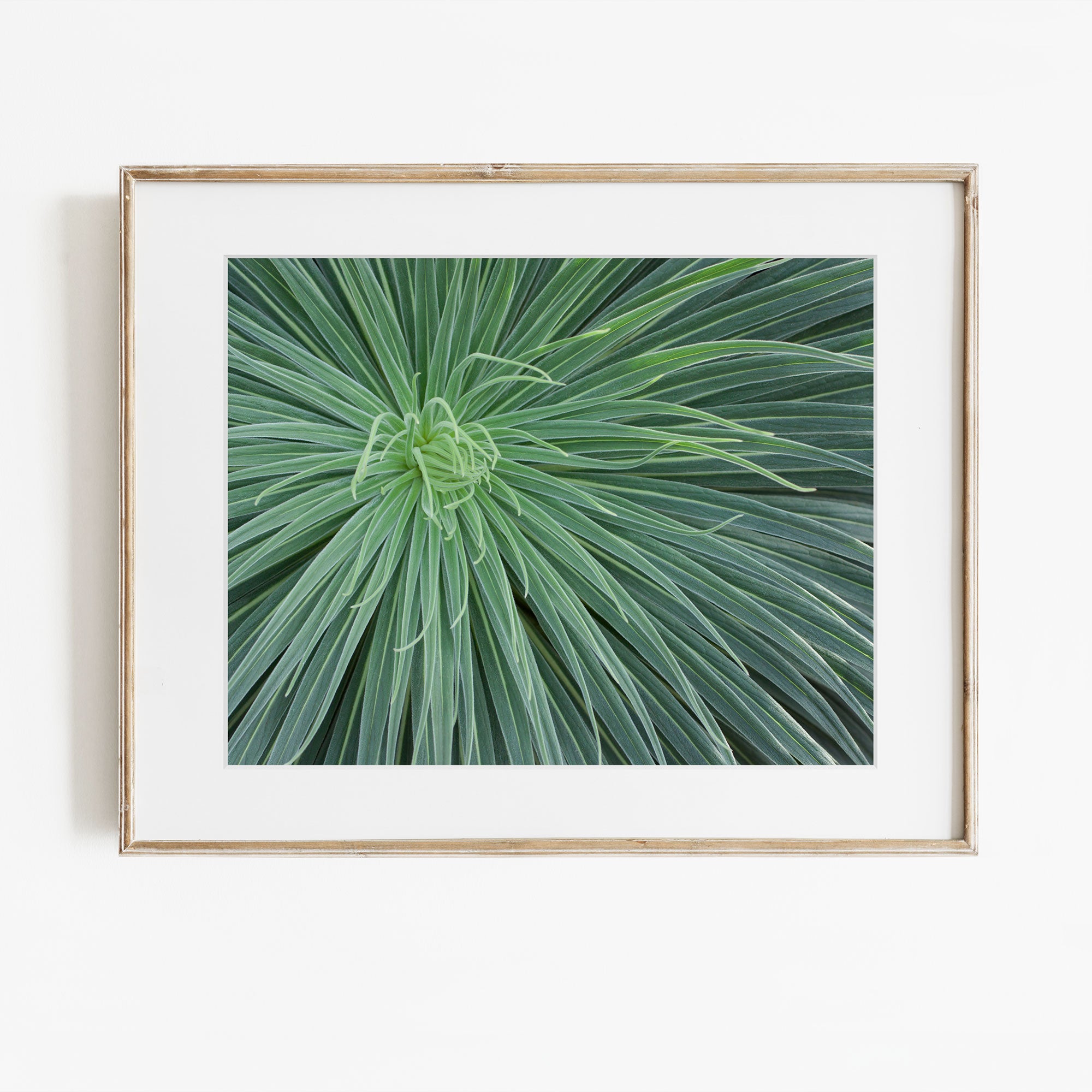 Framed photograph of a close-up of green plant leaves on a white background
