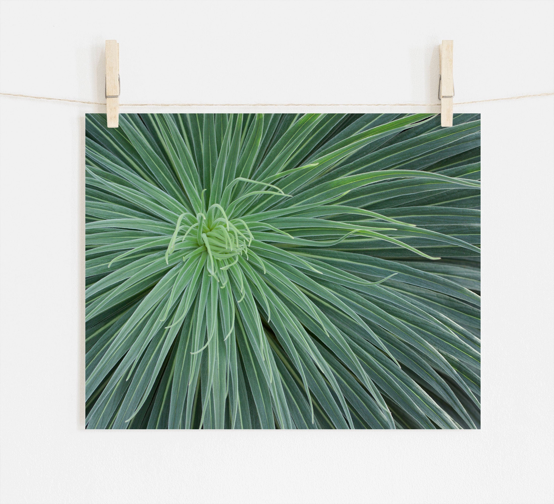 A photograph of a Abstract Green Botanical Print, 'Desert Fireworks' with long, radiating leaves hanging on a wire by two wooden clips against a white wall, printed on archival photographic paper by Offley Green.
