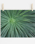 Abstract Green Botanical Print, 'Desert Fireworks'