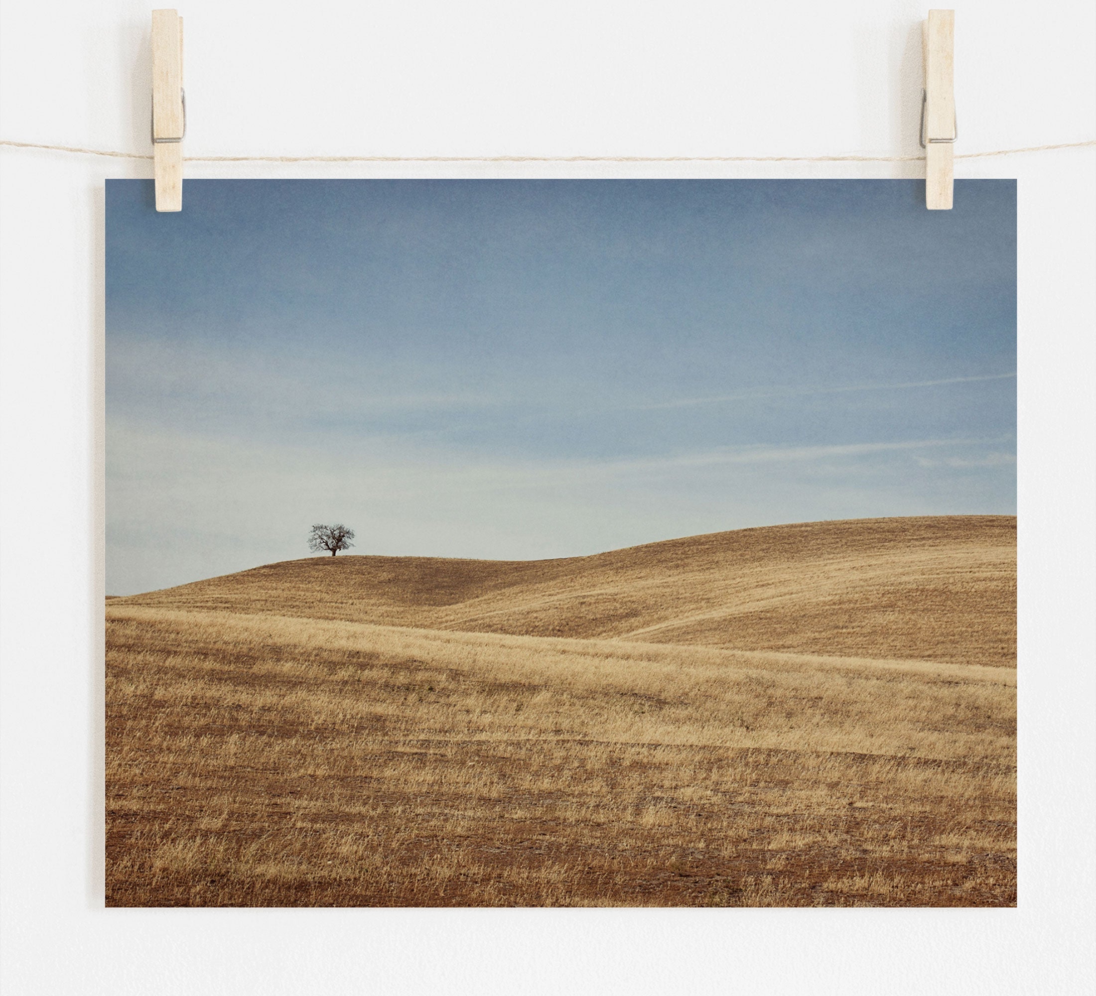 A photograph of a solitary tree in Santa Ynez Valley on a gently rolling hill, pinned up to dry on a clothesline against a white wall. The Offley Green California Central Coast Landscape Print 'Golden Ynez' is bathed in soft, natural colors.
