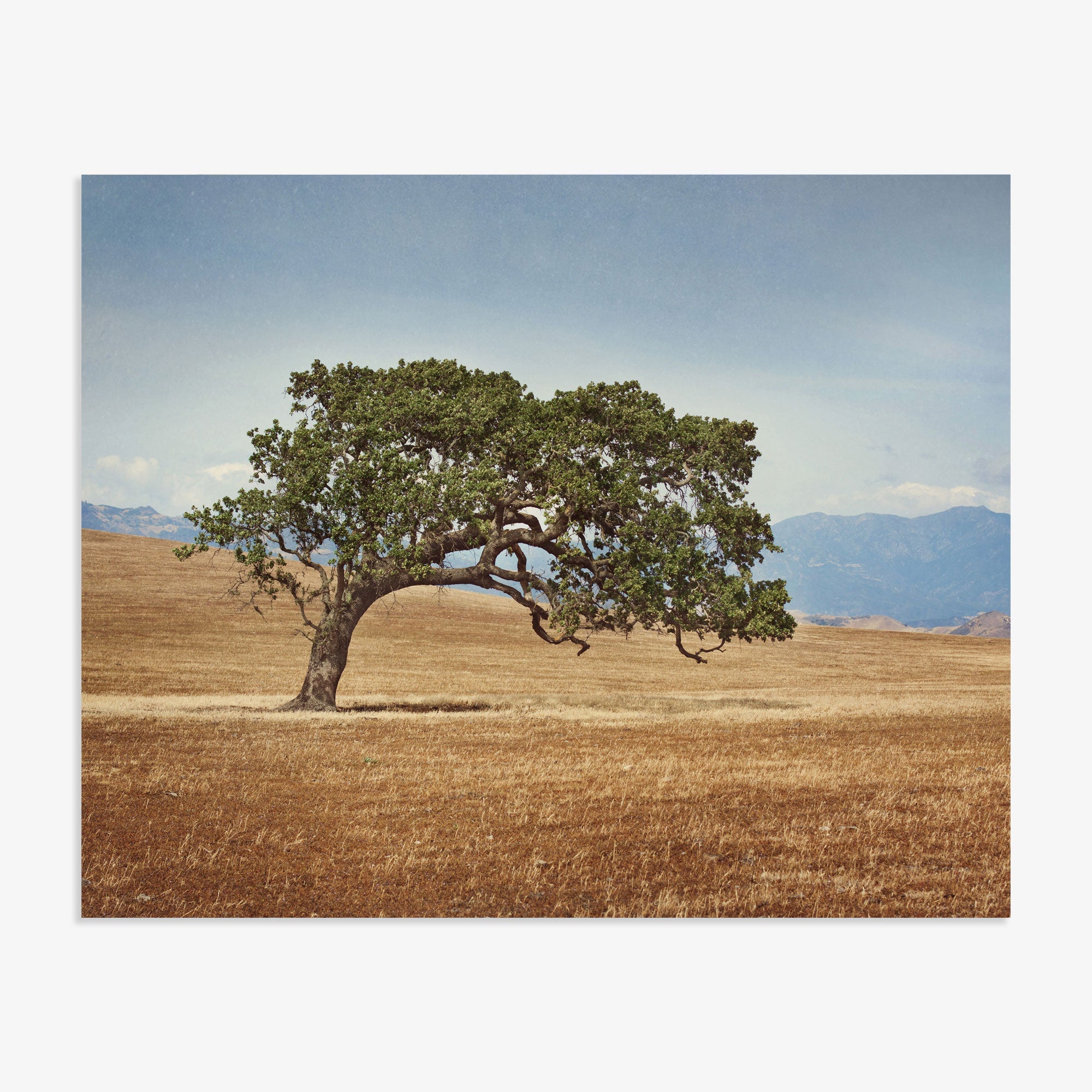 A lone Offley Green California Oak Tree Print, &#39;Windswept&#39; with a broad, twisted trunk and lush green canopy stands prominently in a golden grassy field in the Santa Ynez Valley, under a clear sky.