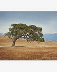 A lone Offley Green California Oak Tree Print, 'Windswept' with a broad, twisted trunk and lush green canopy stands prominently in a golden grassy field in the Santa Ynez Valley, under a clear sky.