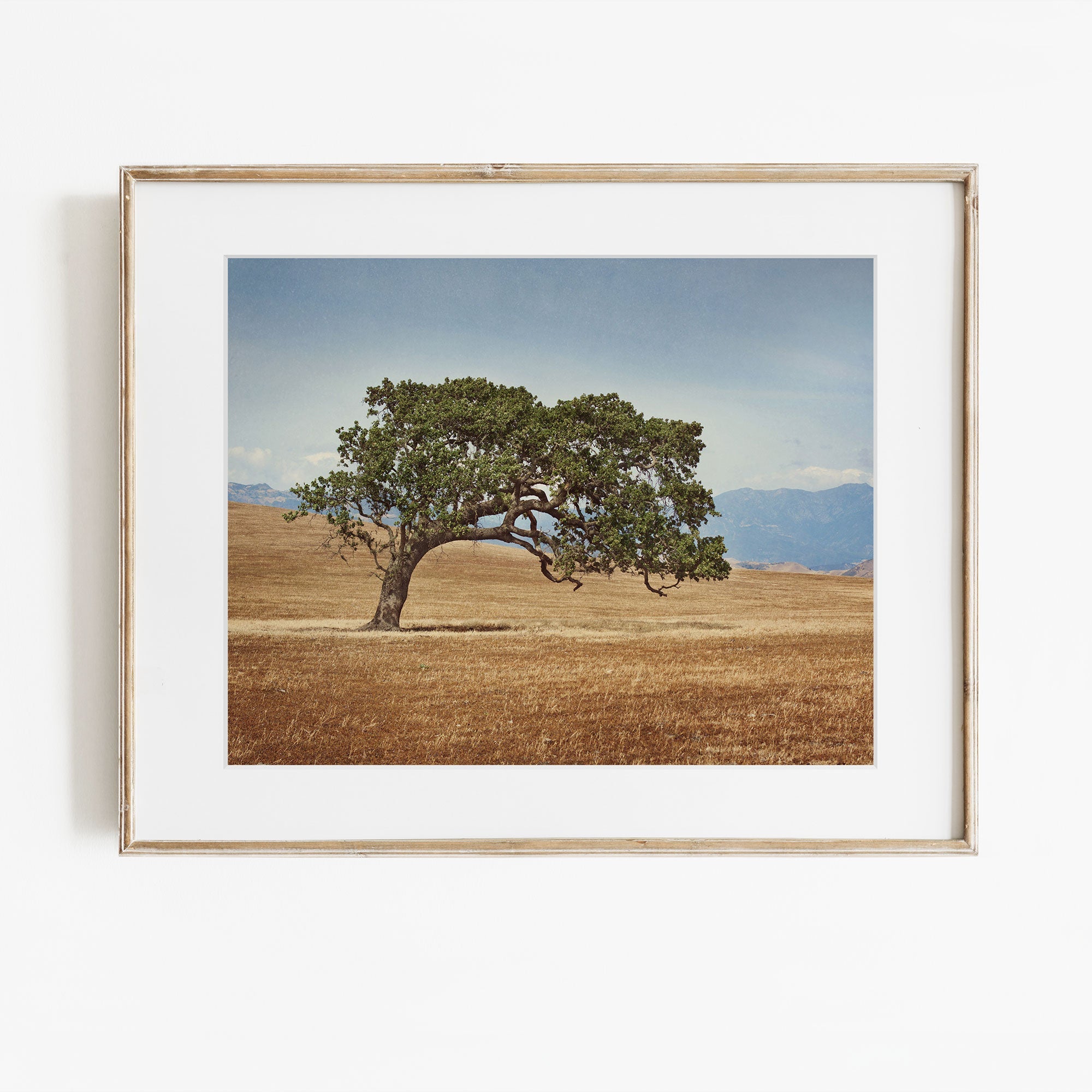 California Oak Tree Print, 'Windswept' – Offley Green