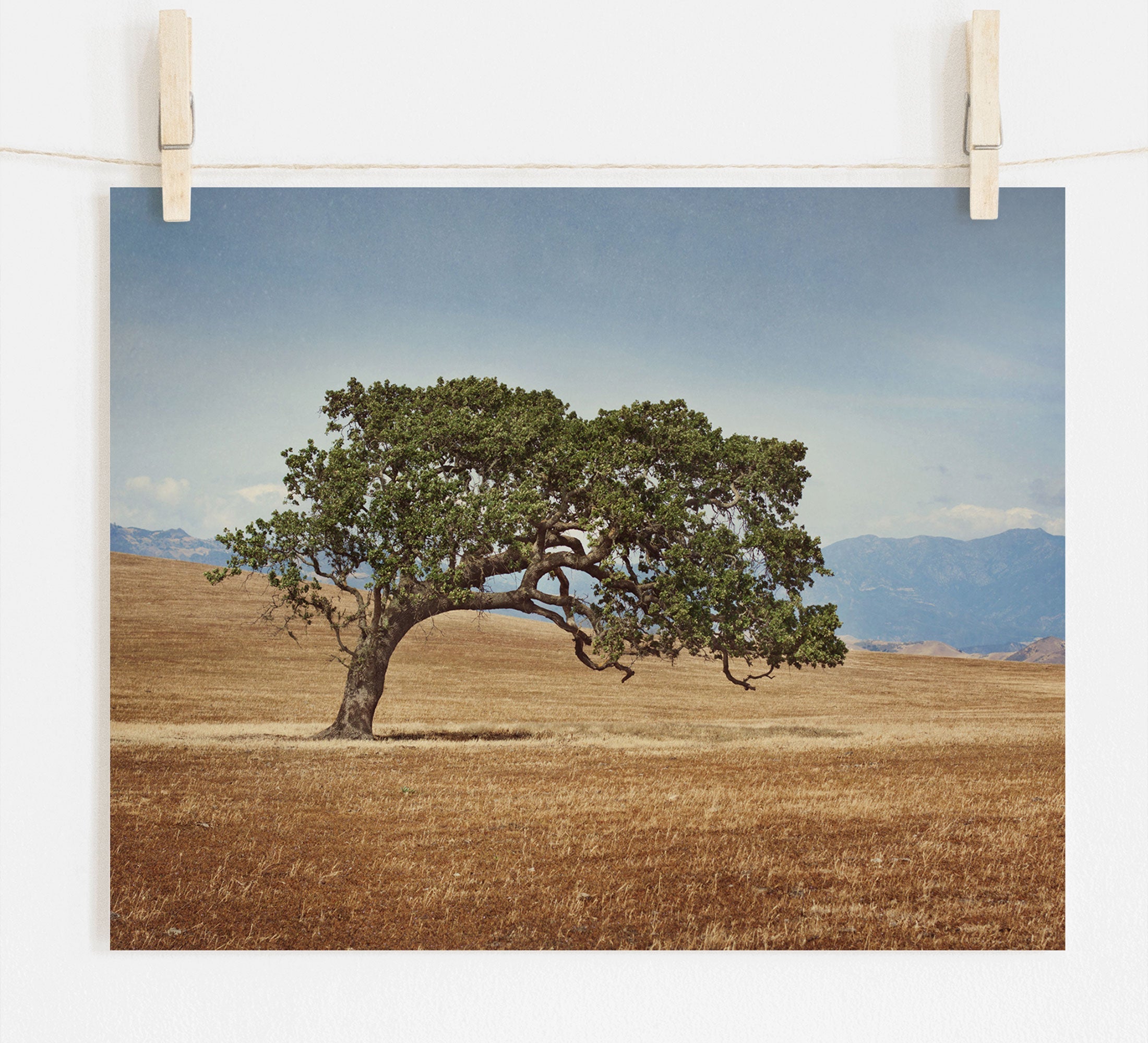 A photo of a solitary California Oak with a twisted trunk and dense, lush leaves, standing in a dry, golden field under a clear sky, pinned to a line by two wooden clothespins. It is the Offley Green California Oak Tree Print, &#39;Windswept&#39;.