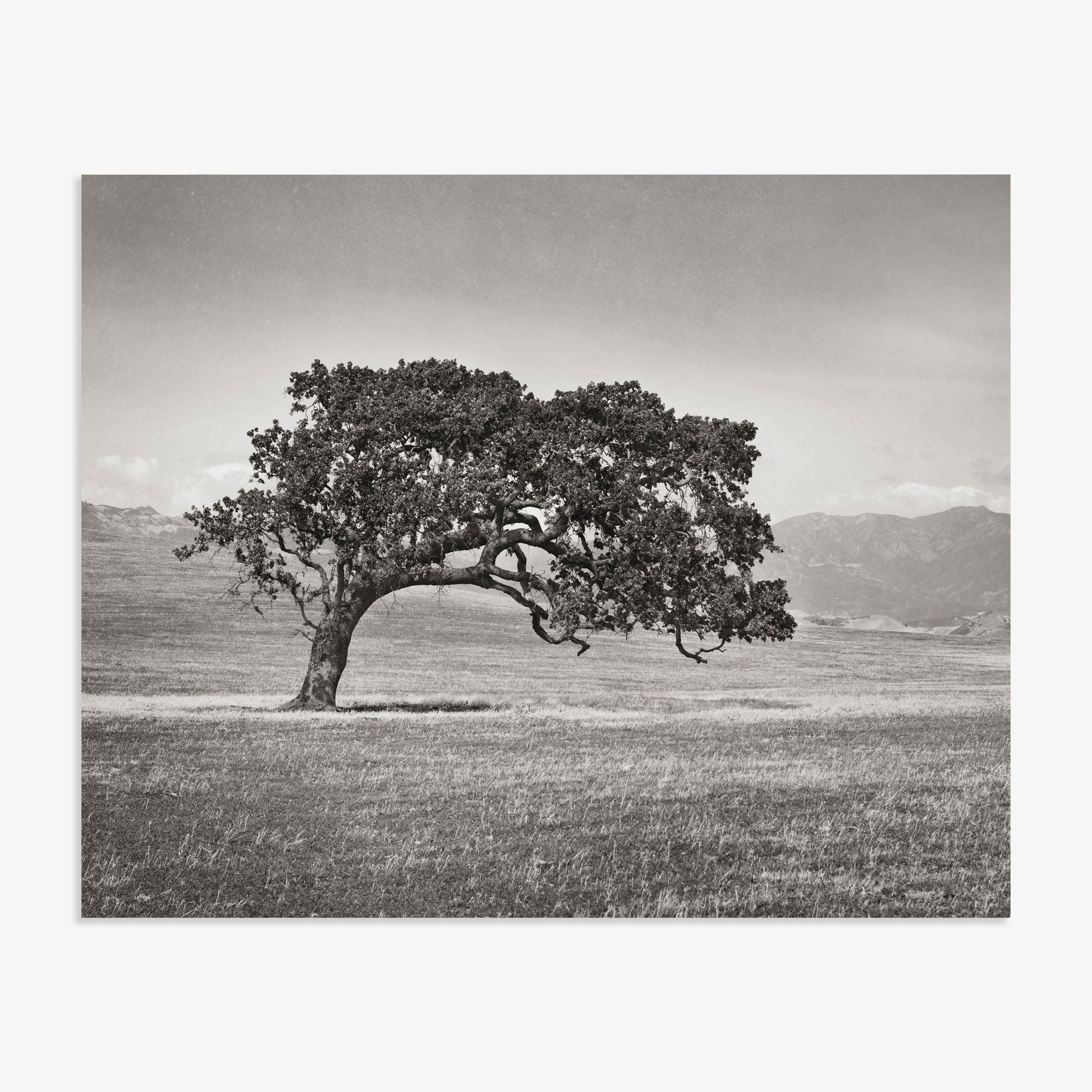 A solitary, gnarled Offley Green Californian Oak Tree Landscape, &#39;Windswept (Black and White)&#39; stands in a vast, open field of the Santa Ynez Valley with distant mountains under a cloudy sky, captured in a black and white photograph.