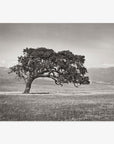 A solitary, gnarled Offley Green Californian Oak Tree Landscape, 'Windswept (Black and White)' stands in a vast, open field of the Santa Ynez Valley with distant mountains under a cloudy sky, captured in a black and white photograph.