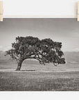 Californian Oak Tree Landscape, 'Windswept (Black and White)'