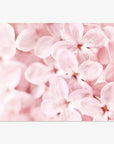 Pink Botanical Print, 'Bed of Lilacs'