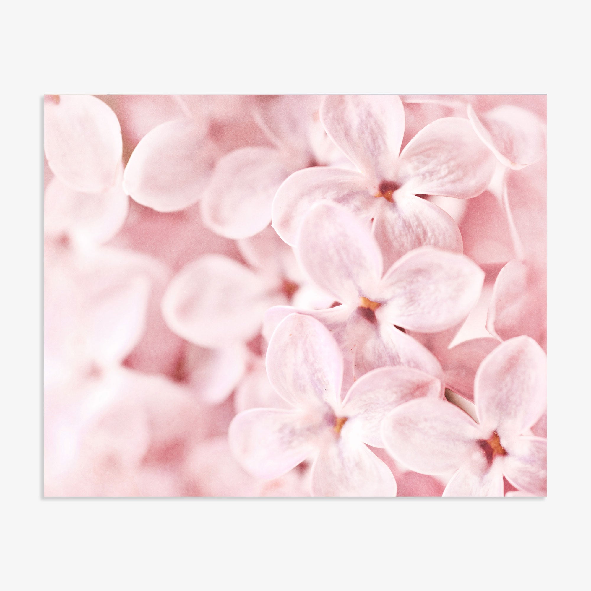 Close-up of Pink Botanical Print, &#39;Bed of Lilacs&#39; by Offley Green with a soft focus background, highlighting the delicate textures and pastel tones of the petals, printed on archival photographic paper.
