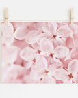 Pink Botanical Print, 'Bed of Lilacs'