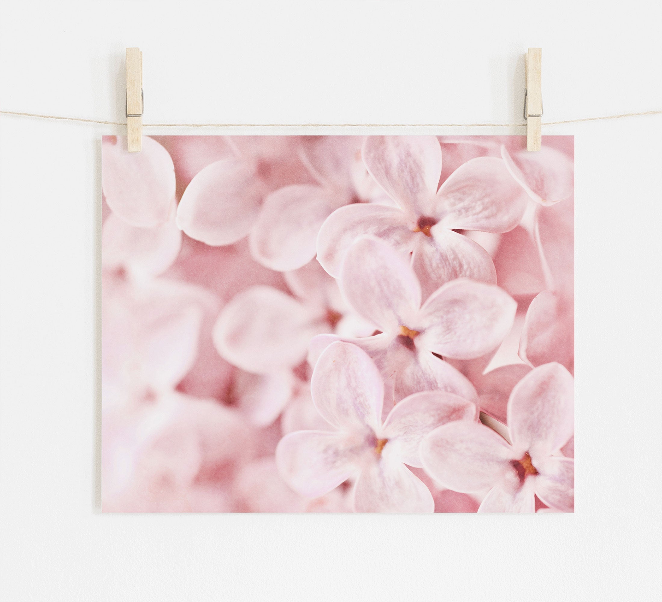A photograph of soft shabby pink lilac flowers, displayed and held by clothespins on a string against a white wall. 
Pink Botanical Print, &#39;Bed of Lilacs&#39; by Offley Green.