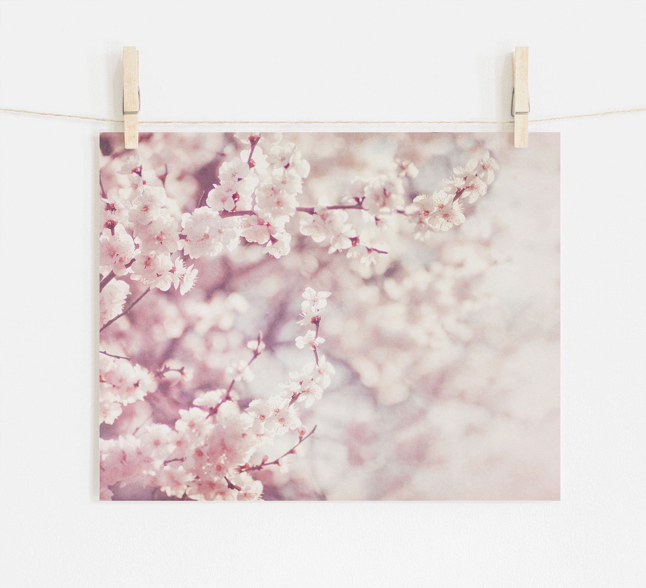 A photo of the Pink Floral Print, 'Dreamy Blossom' from Offley Green, clipped to a string with wooden clothespins, displayed against a white wall. The blossoms are in soft focus with a shabby pink and white color palette.
