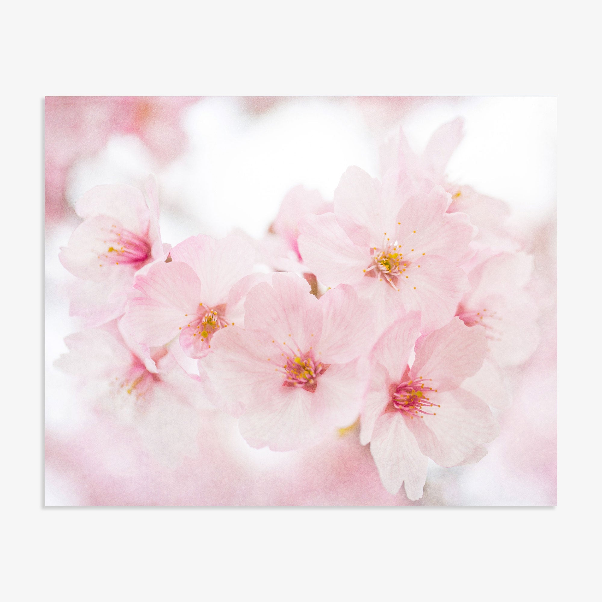 A close-up of delicate pink cherry blossoms on archival photographic paper, with a soft, blurred background, capturing the gentle texture and subtle coloring of the &#39;Cherry Blossom&#39; Pink Flower Print by Offley Green.