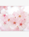 A close-up of delicate pink cherry blossoms on archival photographic paper, with a soft, blurred background, capturing the gentle texture and subtle coloring of the 'Cherry Blossom' Pink Flower Print by Offley Green.