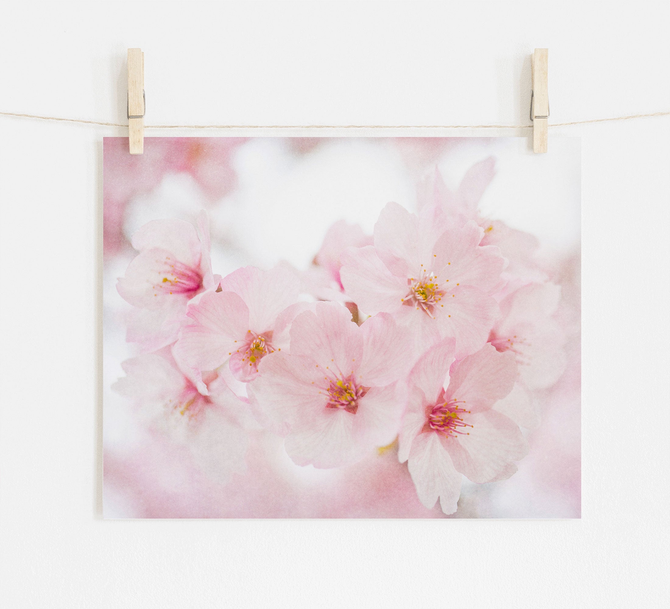 A photo of shabby pink cherry blossoms, Offley Green&#39;s &#39;Cherry Blossom&#39; print, is clipped to a string by two wooden clothespins against a white wall. The image captures the delicate texture and soft color of the blooms.