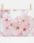 A photo of shabby pink cherry blossoms, Offley Green's 'Cherry Blossom' print, is clipped to a string by two wooden clothespins against a white wall. The image captures the delicate texture and soft color of the blooms.