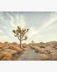 A desert landscape featuring a lone Joshua Tree Print, 'Path to Joshua' in the foreground, surrounded by dry scrub and rocky formations under a clear sky, located near Palm Springs. (Brand: Offley Green)