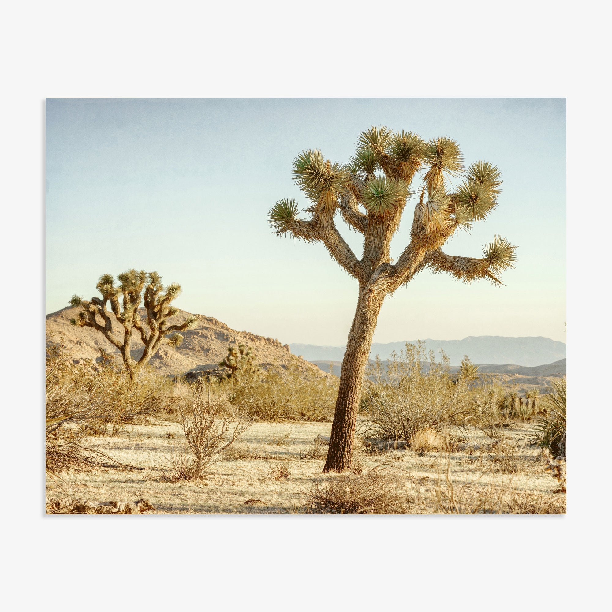 A &#39;Mighty Joshua&#39; print stands prominently in Joshua Tree National Park with sparse vegetation and distant hills under a clear sky.