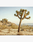 A 'Mighty Joshua' print stands prominently in Joshua Tree National Park with sparse vegetation and distant hills under a clear sky.