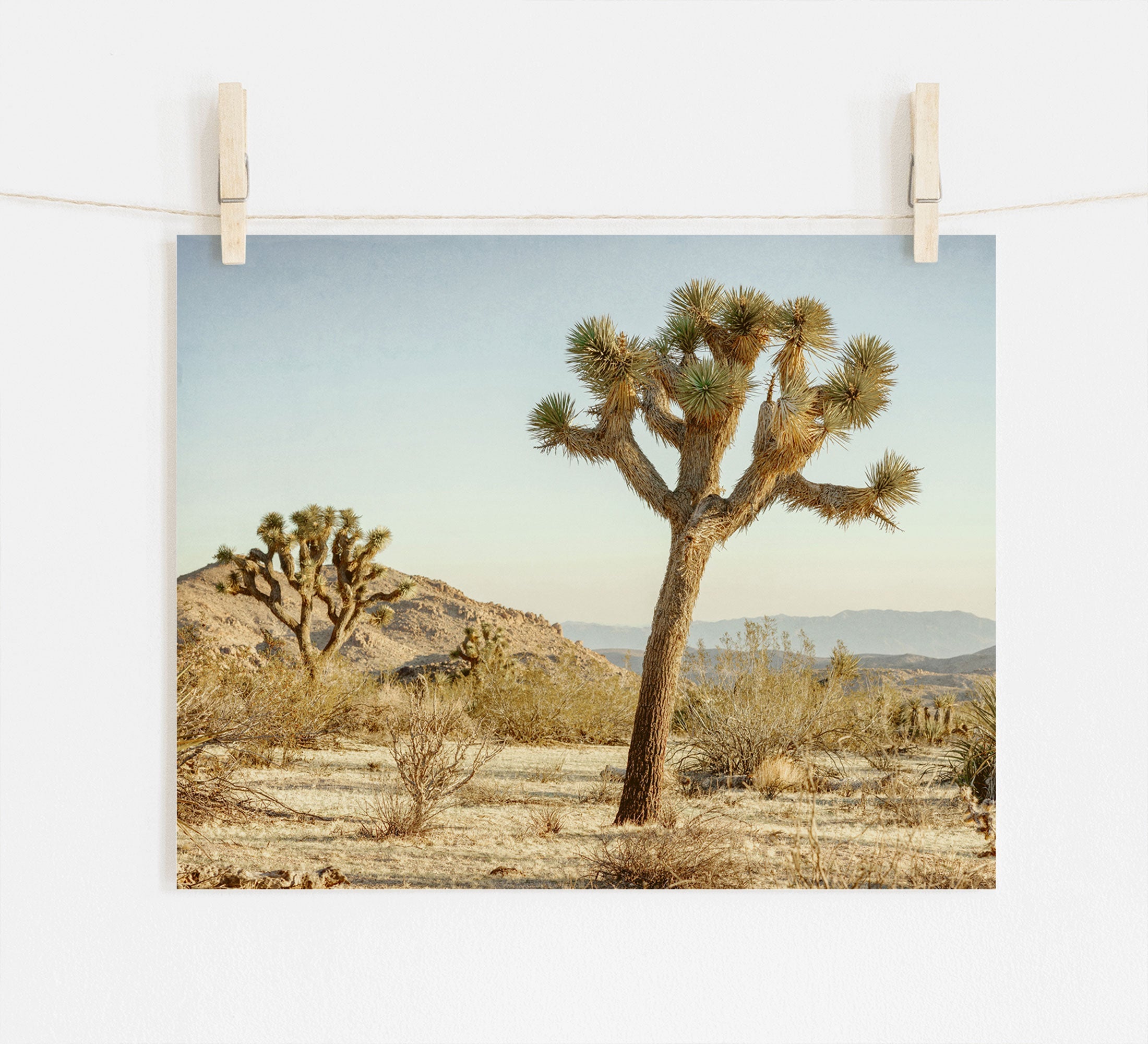 A photo of a 'Mighty Joshua' Joshua Tree Print, by Offley Green, in a desert landscape at Joshua Tree National Park, clipped onto a string with two wooden clothespins against a white background. Scenic view with blue sky and distant hills.