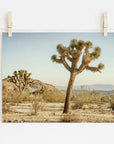 A photo of a 'Mighty Joshua' Joshua Tree Print, by Offley Green, in a desert landscape at Joshua Tree National Park, clipped onto a string with two wooden clothespins against a white background. Scenic view with blue sky and distant hills.